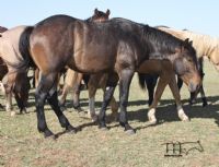Miss Dunamita's 2021 Bay Roan Colt